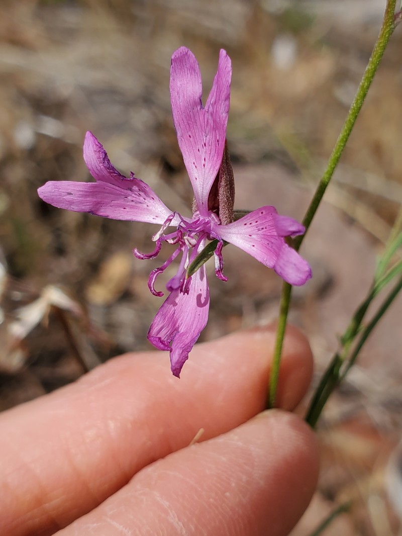 Clarkia biloba subsp. australis photo 6