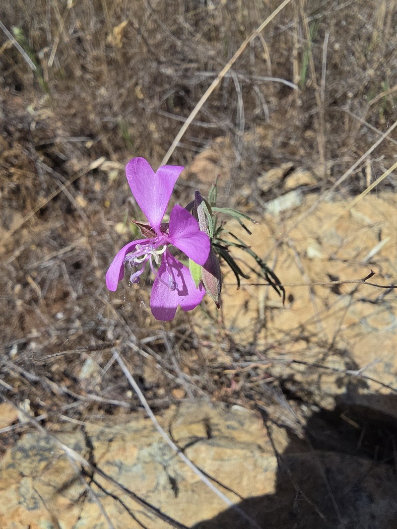 Clarkia biloba subsp. biloba