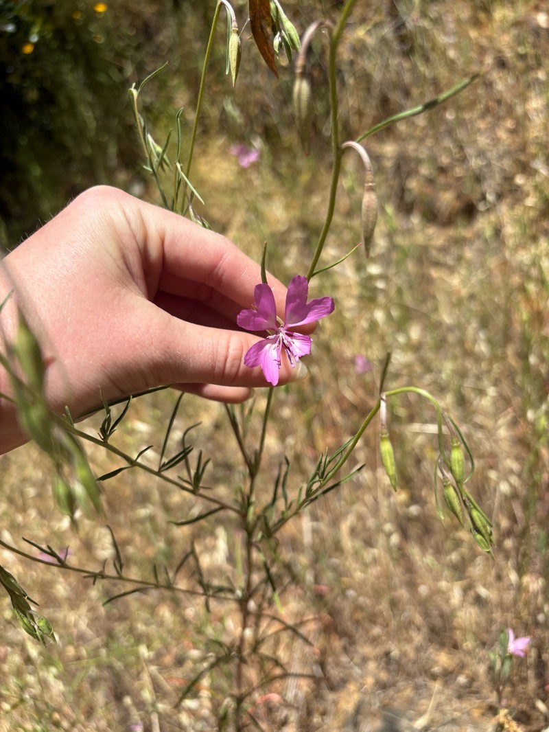 Clarkia biloba subsp. biloba photo 2