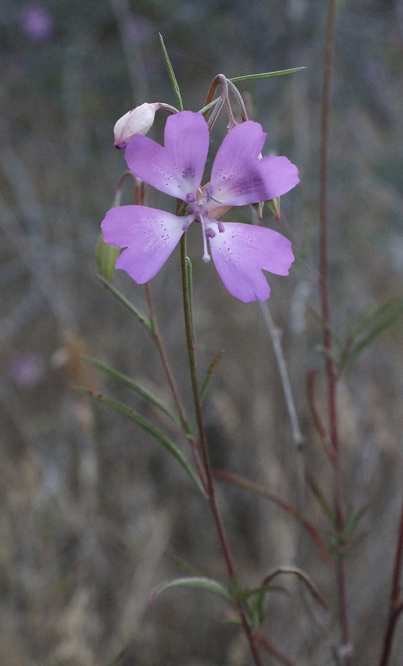 Clarkia biloba subsp. biloba photo 3