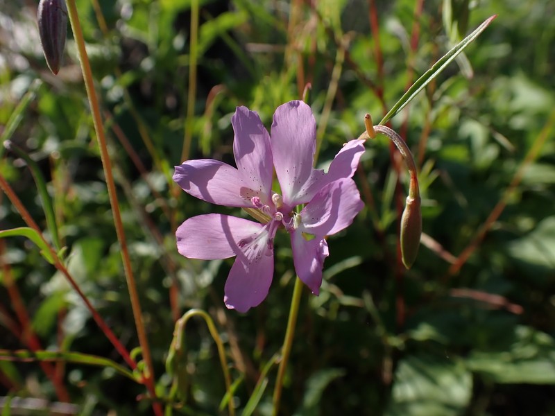 Clarkia biloba subsp. biloba photo 4