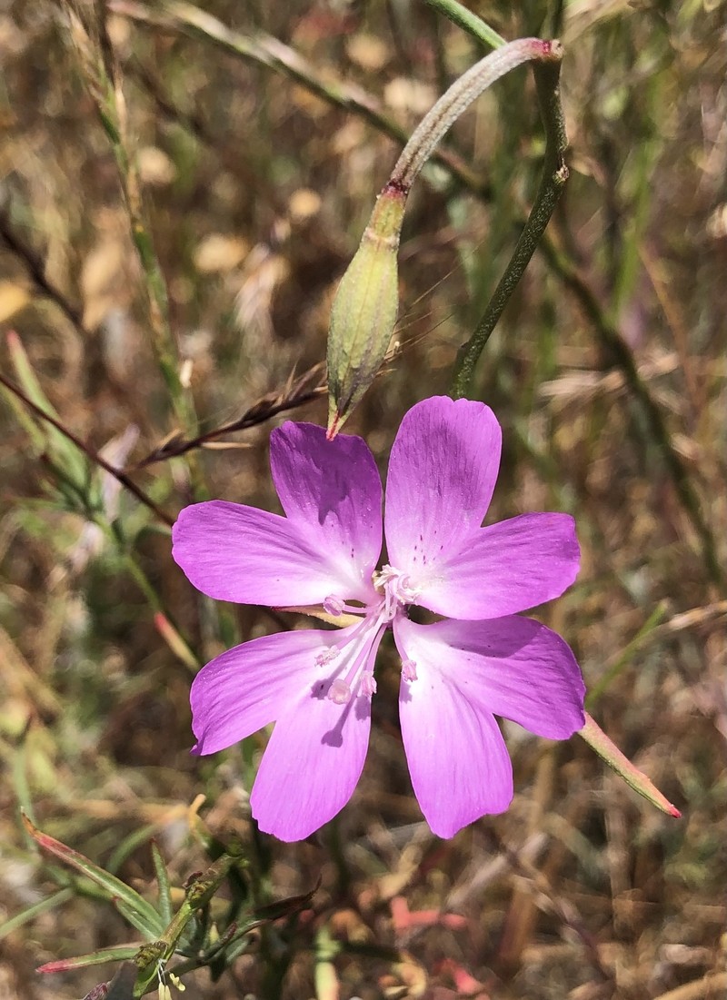 Clarkia biloba subsp. biloba photo 5