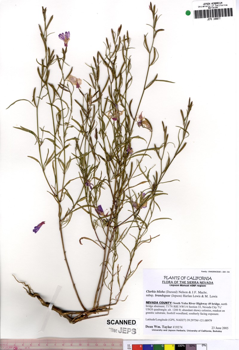 Clarkia biloba subsp. brandegeei