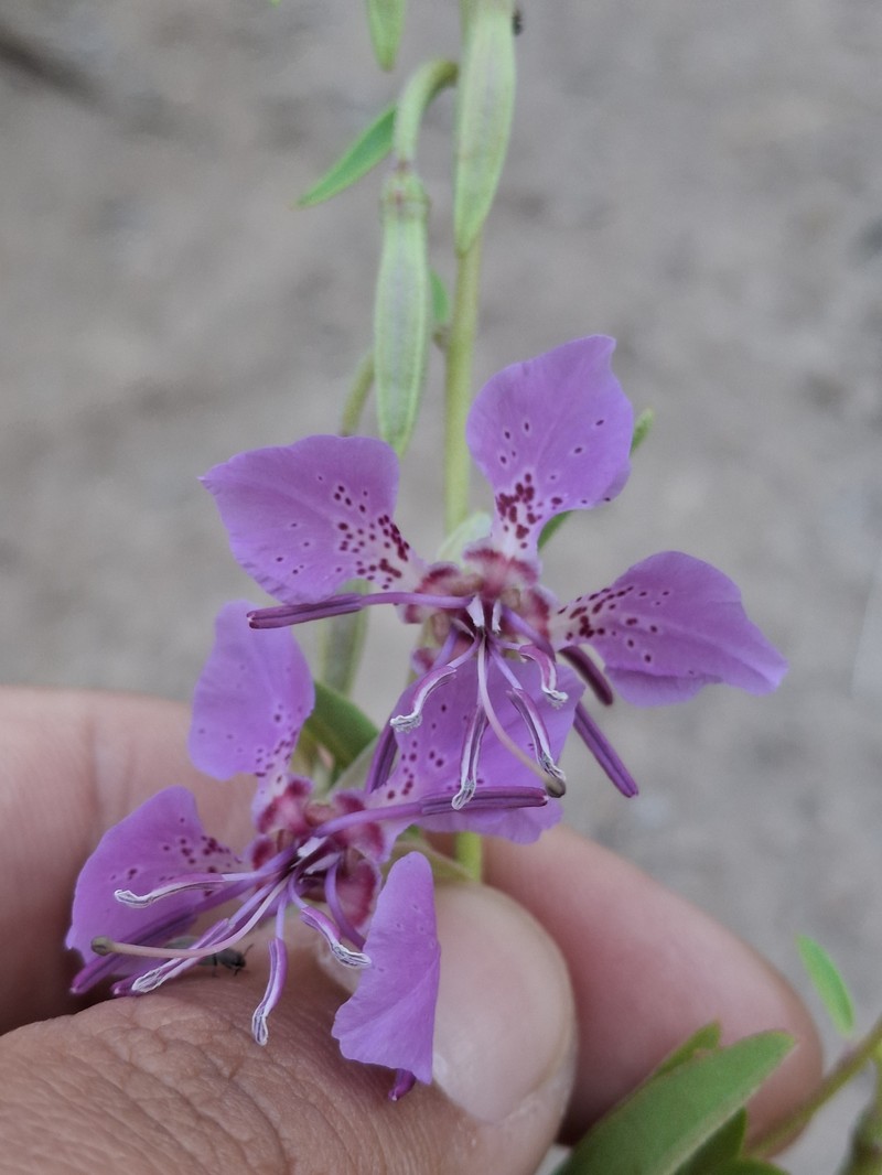 Clarkia borealis subsp. borealis