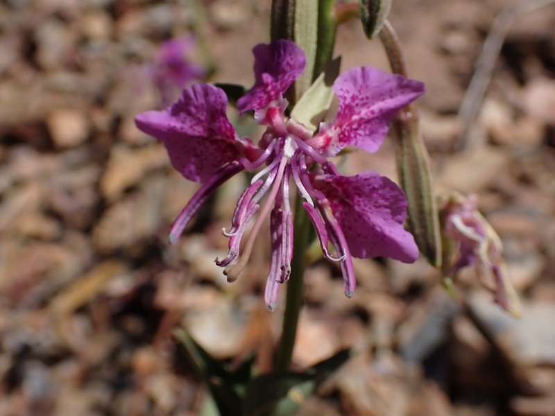 Clarkia borealis subsp. borealis photo 2