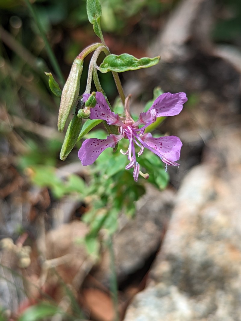 Clarkia borealis subsp. borealis photo 3