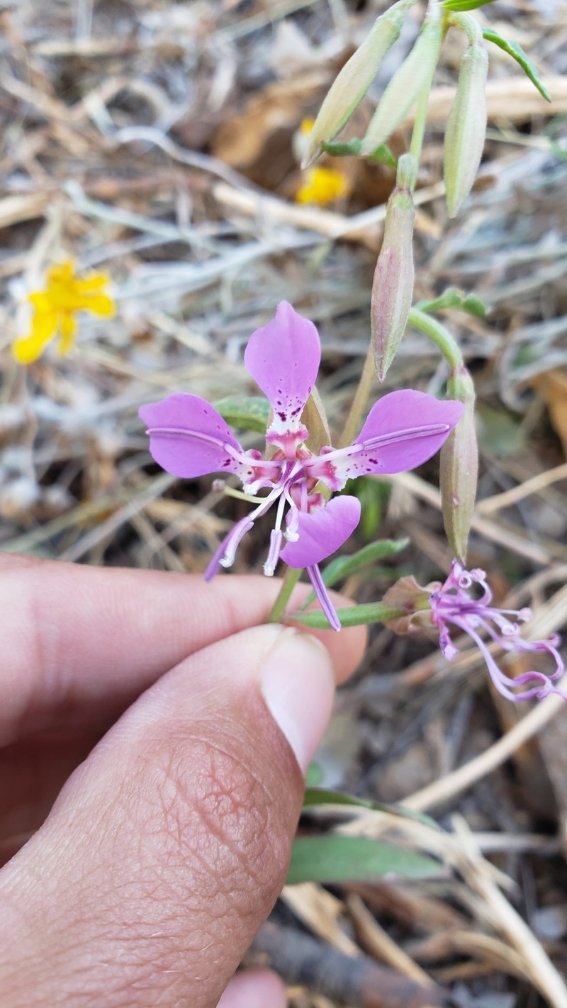Clarkia borealis subsp. borealis photo 4