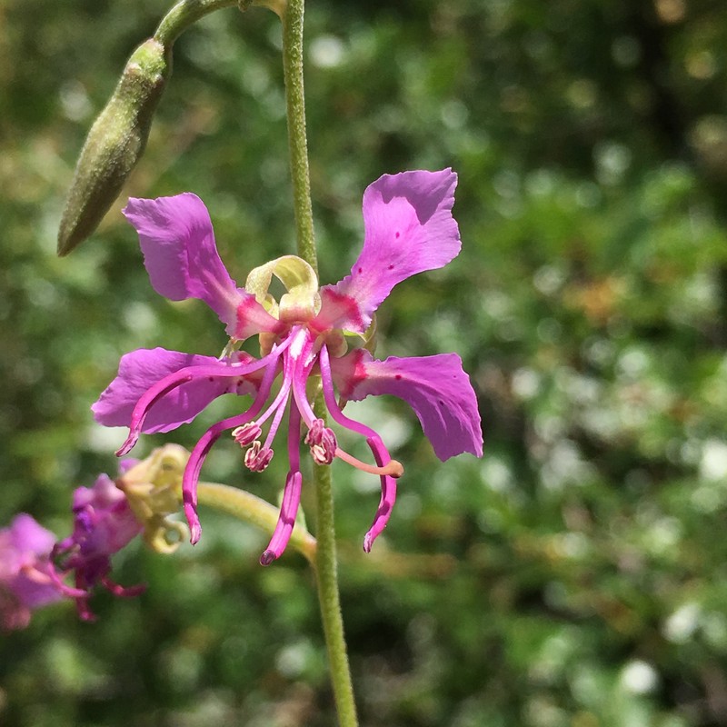 Clarkia borealis subsp. borealis photo 5