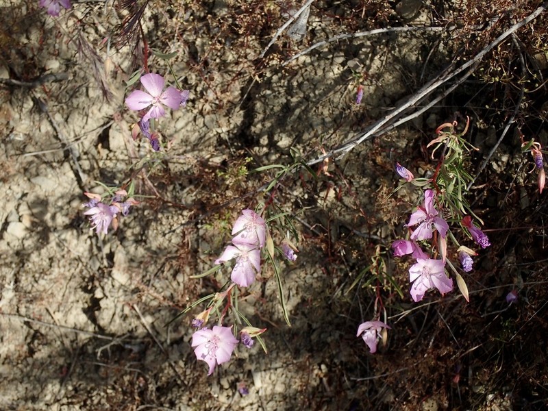 California Evening Primrose photo 2