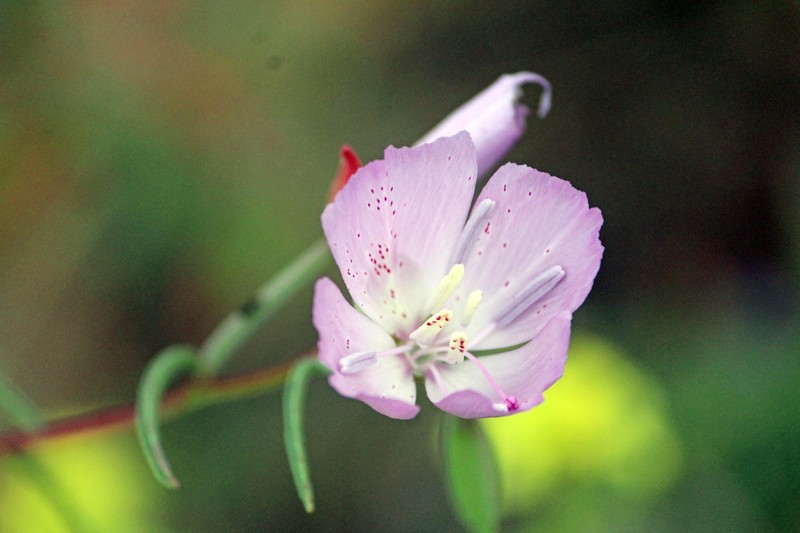 California Evening Primrose photo 4