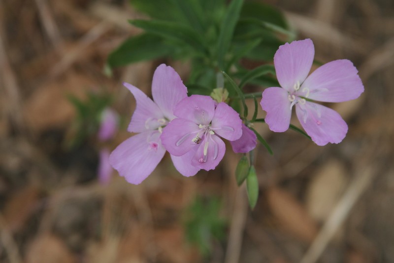 California Evening Primrose photo 5