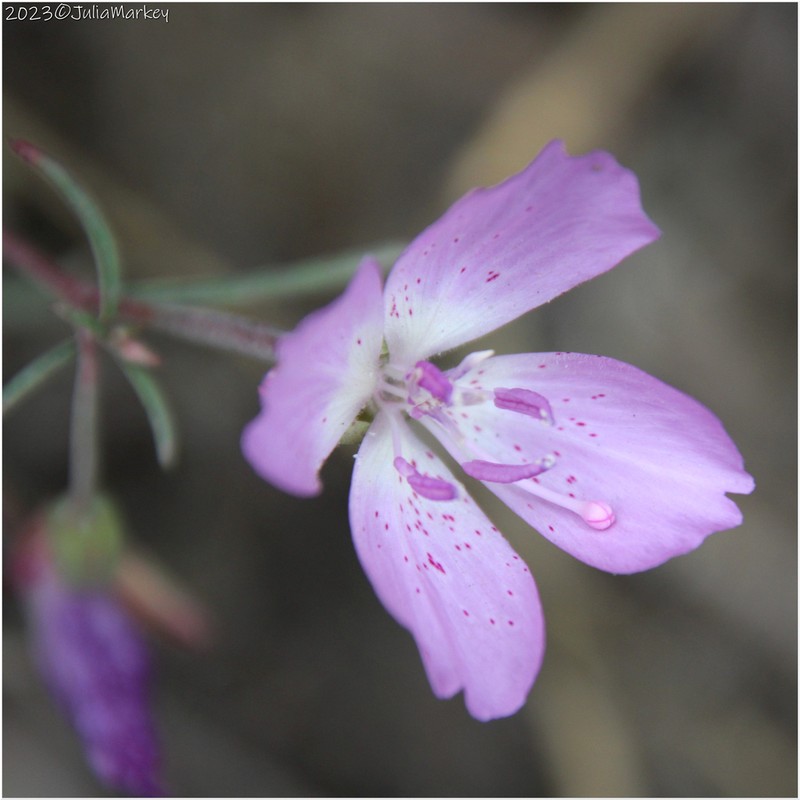 California Evening Primrose photo 6