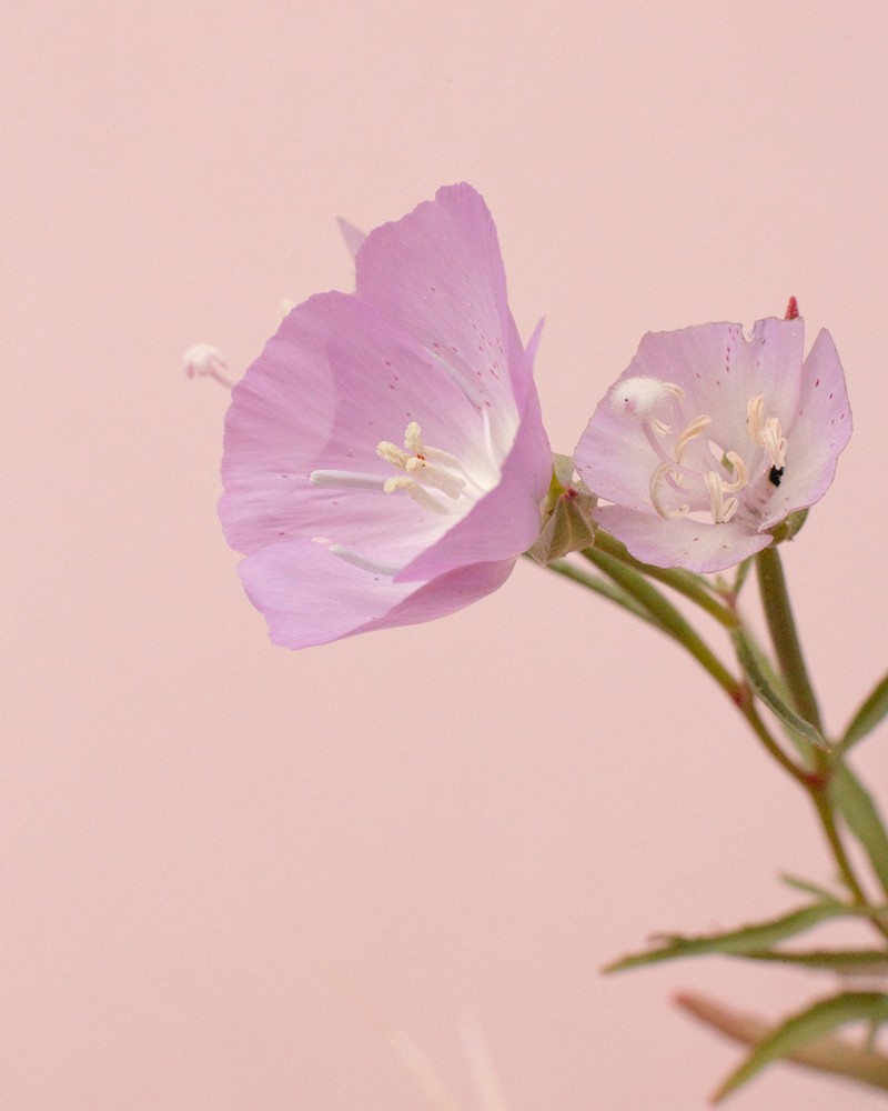 Botta's Clarkia