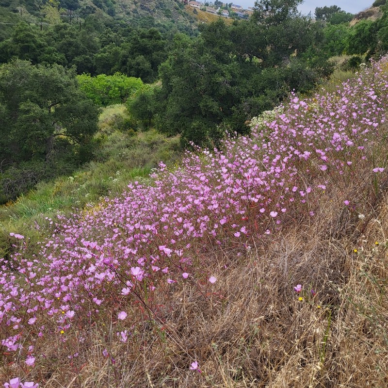 Botta's Clarkia photo 3