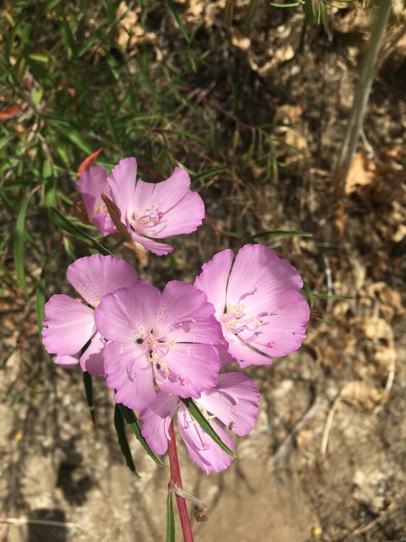 Botta's Clarkia photo 7