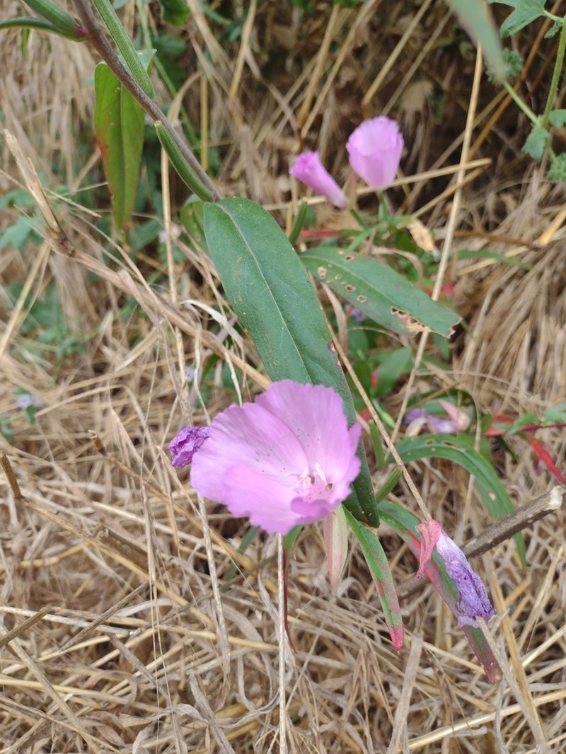 Botta's Clarkia photo 8