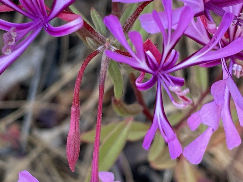 Red Ribbons photo 6