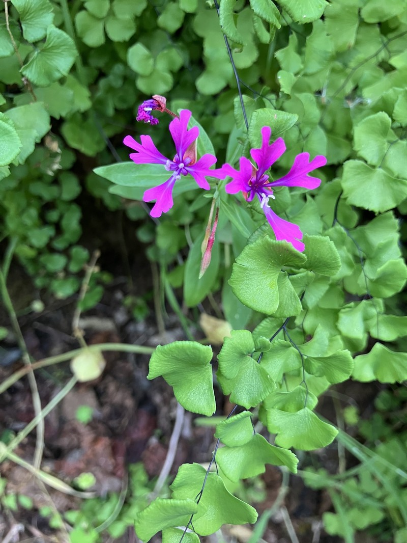 Clarkia concinna subsp. automixa
