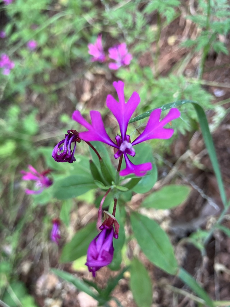 Clarkia concinna subsp. automixa photo 2