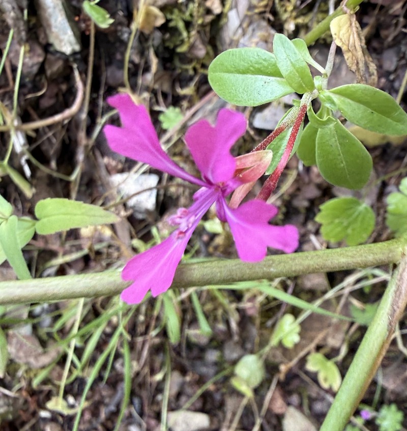 Clarkia concinna subsp. automixa photo 3