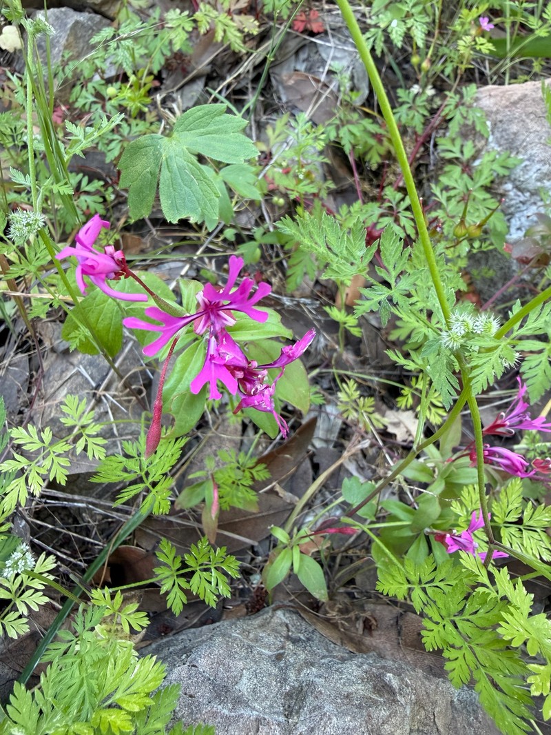 Clarkia concinna subsp. automixa photo 4