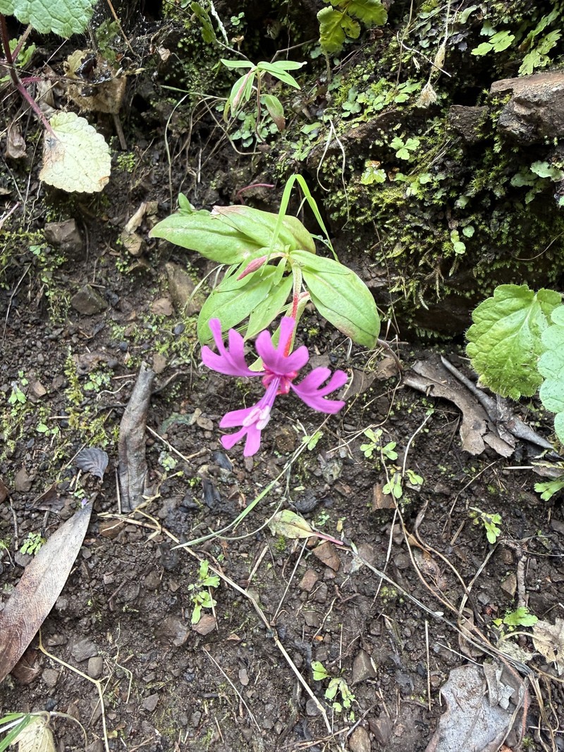 Clarkia concinna subsp. automixa photo 5