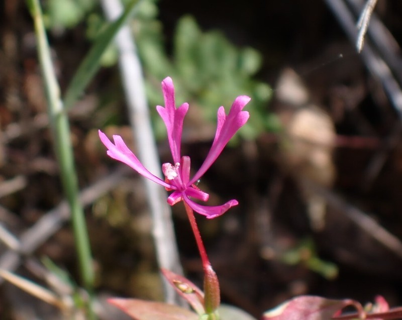 Clarkia concinna subsp. automixa photo 6