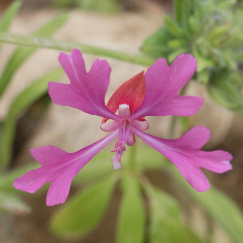 Clarkia concinna subsp. automixa photo 7