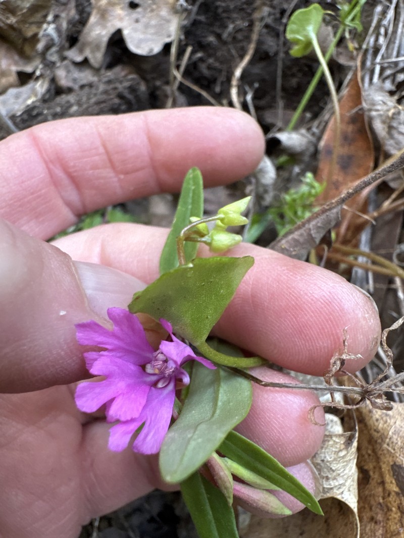 Clarkia concinna subsp. automixa photo 8