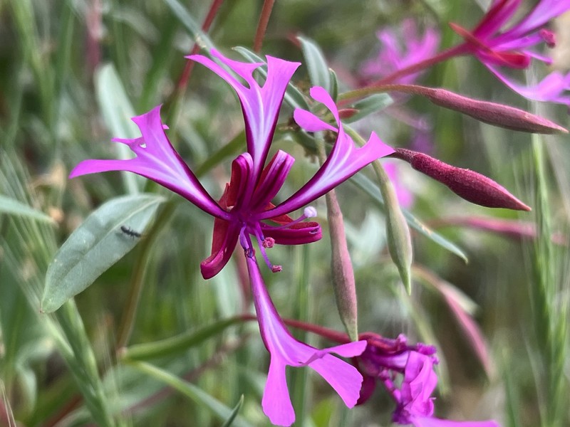 Clarkia concinna subsp. concinna