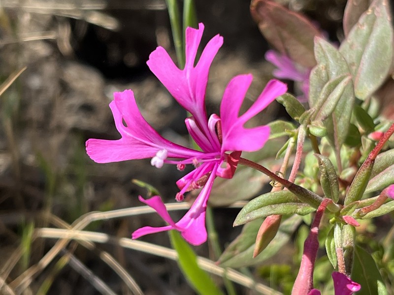 Clarkia concinna subsp. concinna photo 2