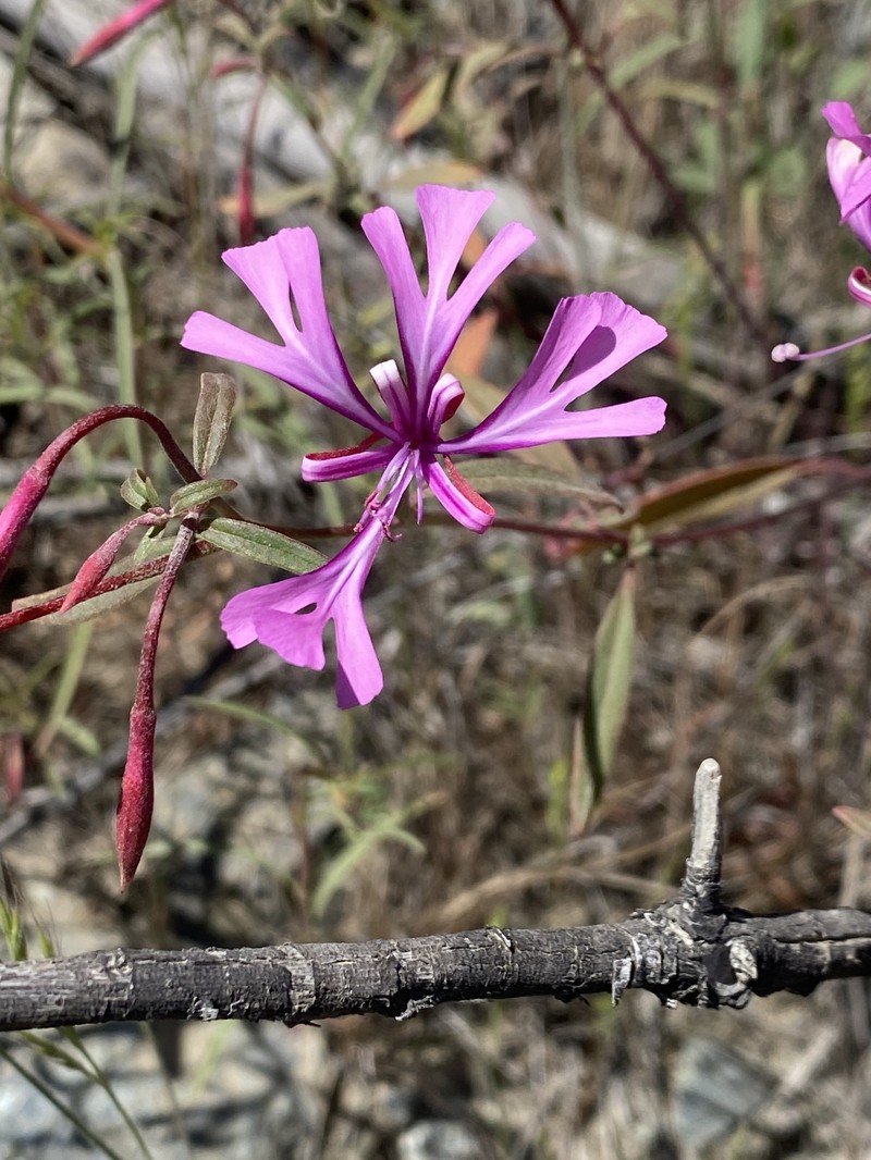 Clarkia concinna subsp. concinna photo 3