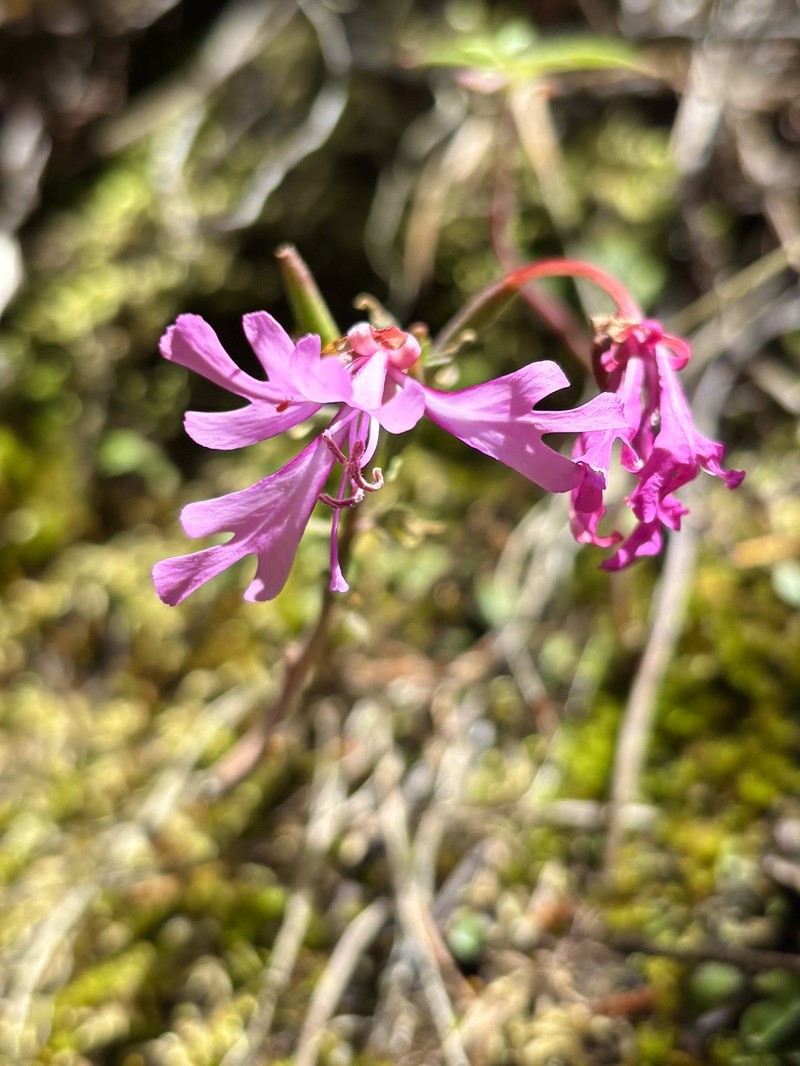 Clarkia concinna subsp. concinna photo 4