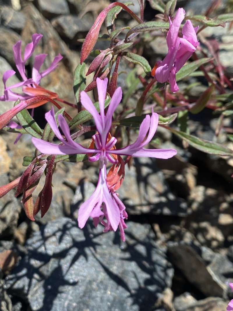 Clarkia concinna subsp. concinna photo 5