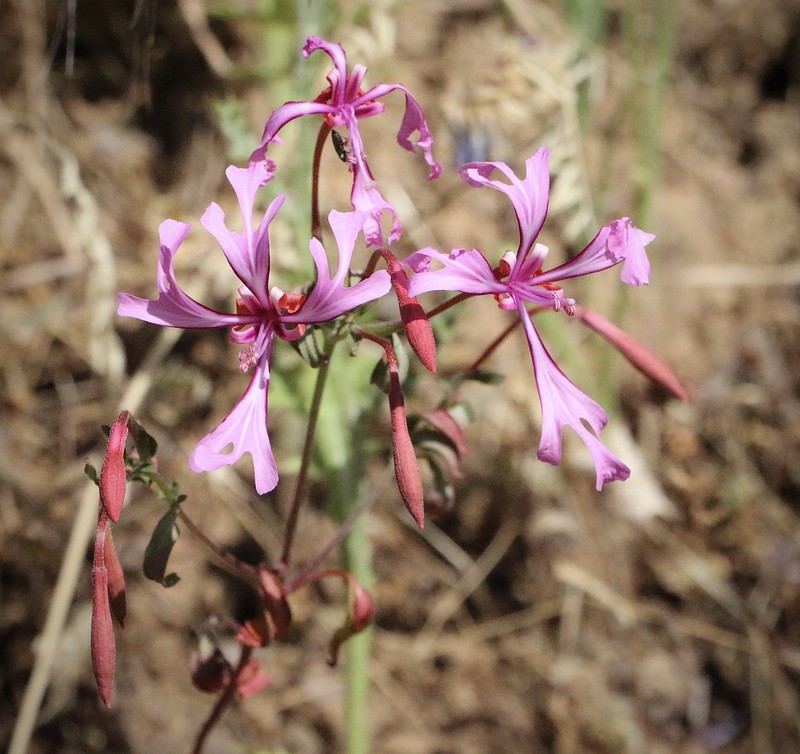 Clarkia concinna subsp. concinna photo 6