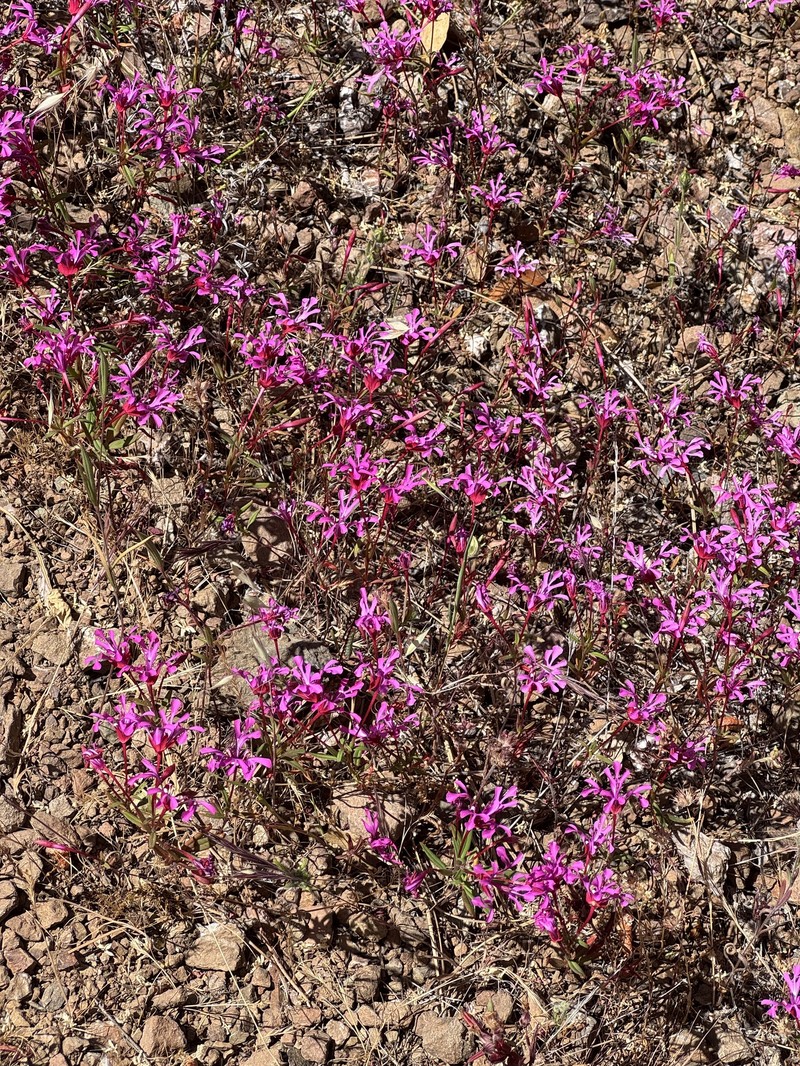 Clarkia concinna subsp. concinna photo 7