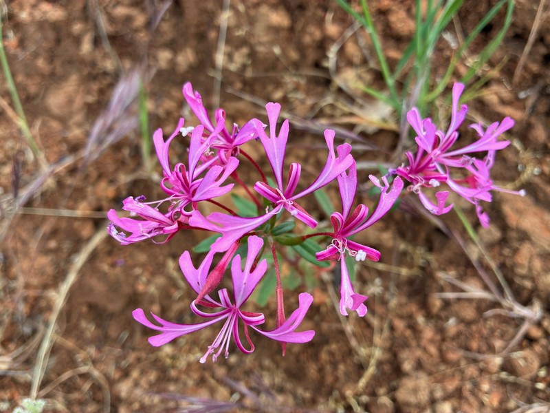 Clarkia concinna subsp. concinna photo 8