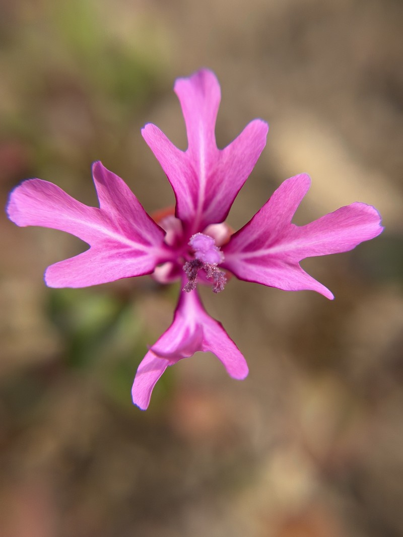 Clarkia concinna subsp. raichei