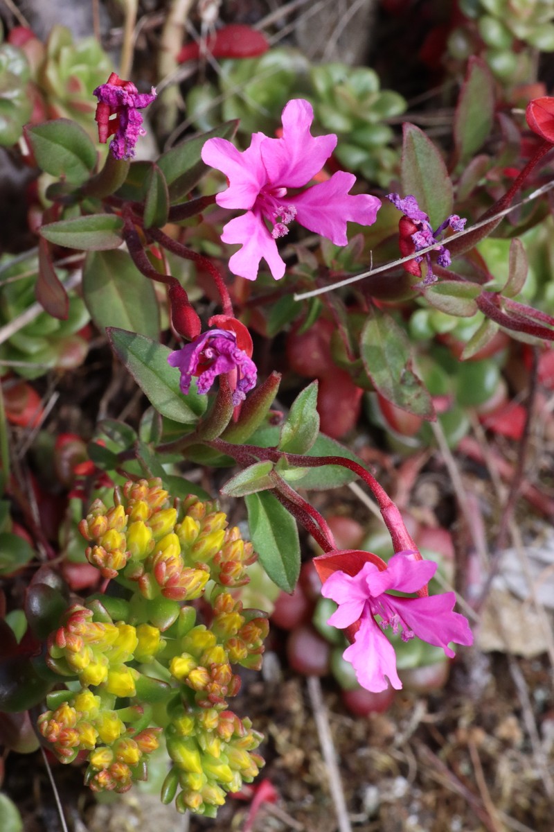 Clarkia concinna subsp. raichei photo 2