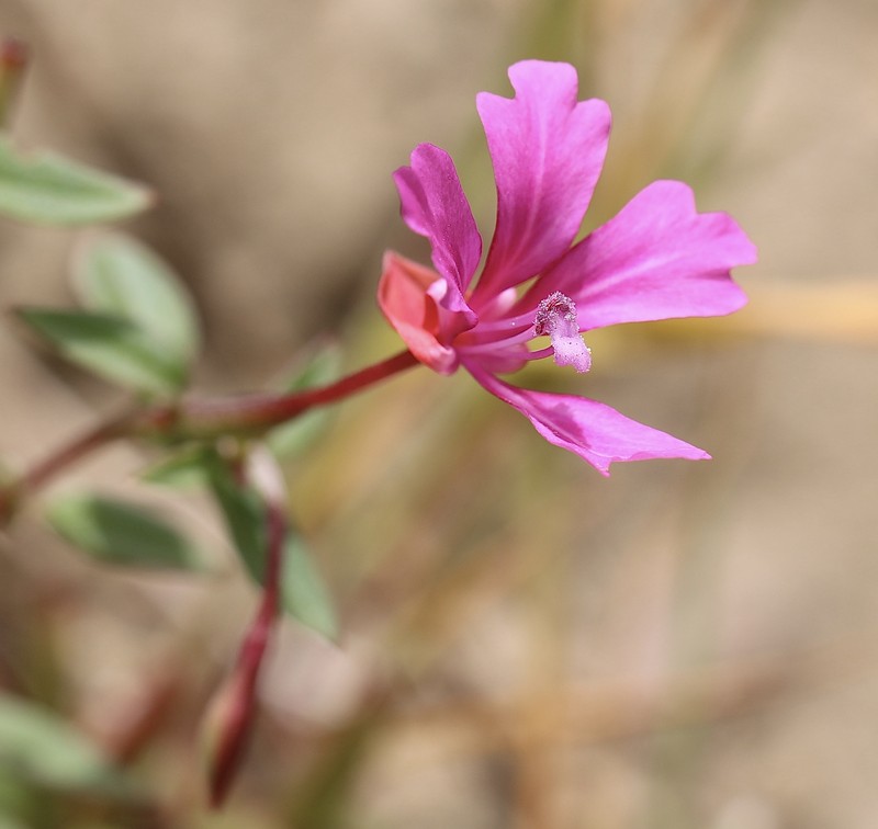 Clarkia concinna subsp. raichei photo 3