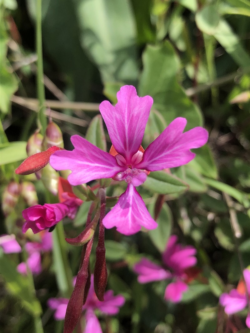 Clarkia concinna subsp. raichei photo 4