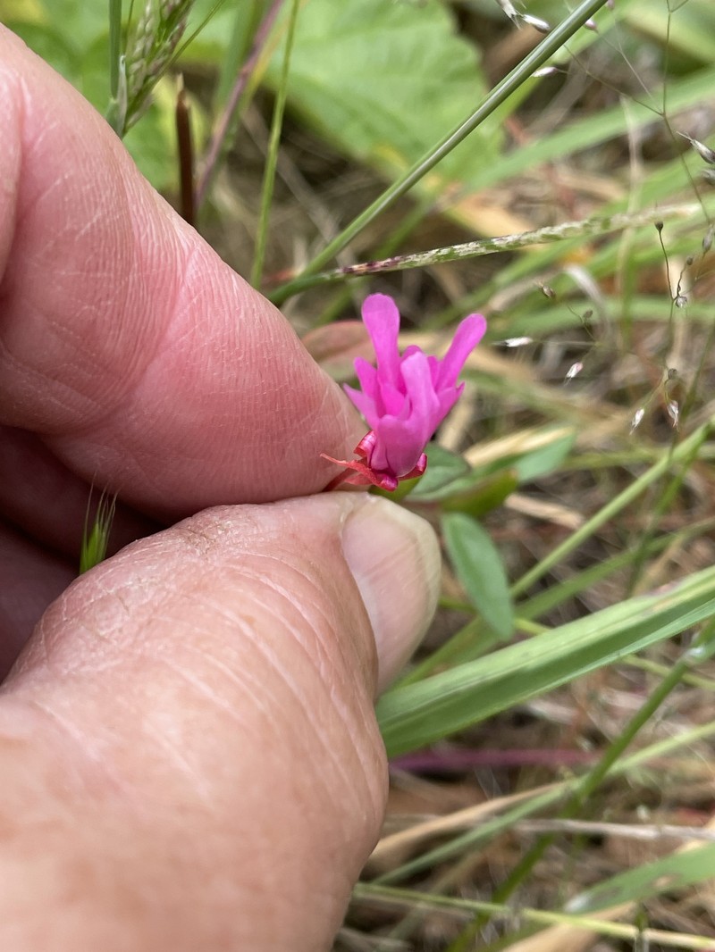 Clarkia concinna subsp. raichei photo 5