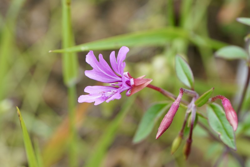 Clarkia concinna subsp. raichei photo 6