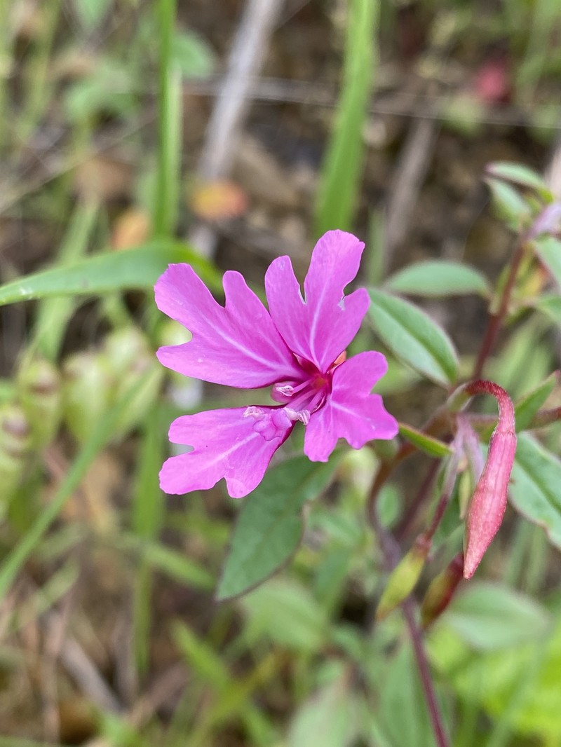 Clarkia concinna subsp. raichei photo 7