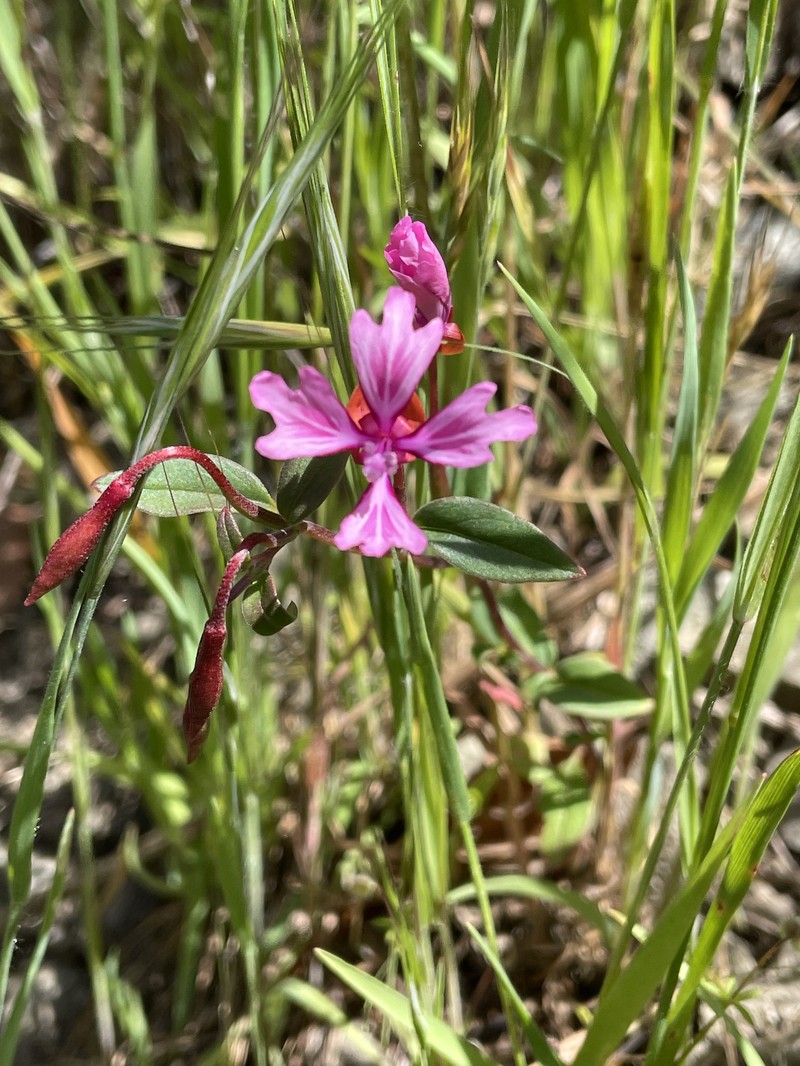 Clarkia concinna subsp. raichei photo 8