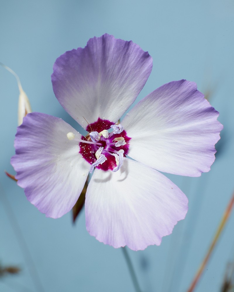 Speckled Clarkia