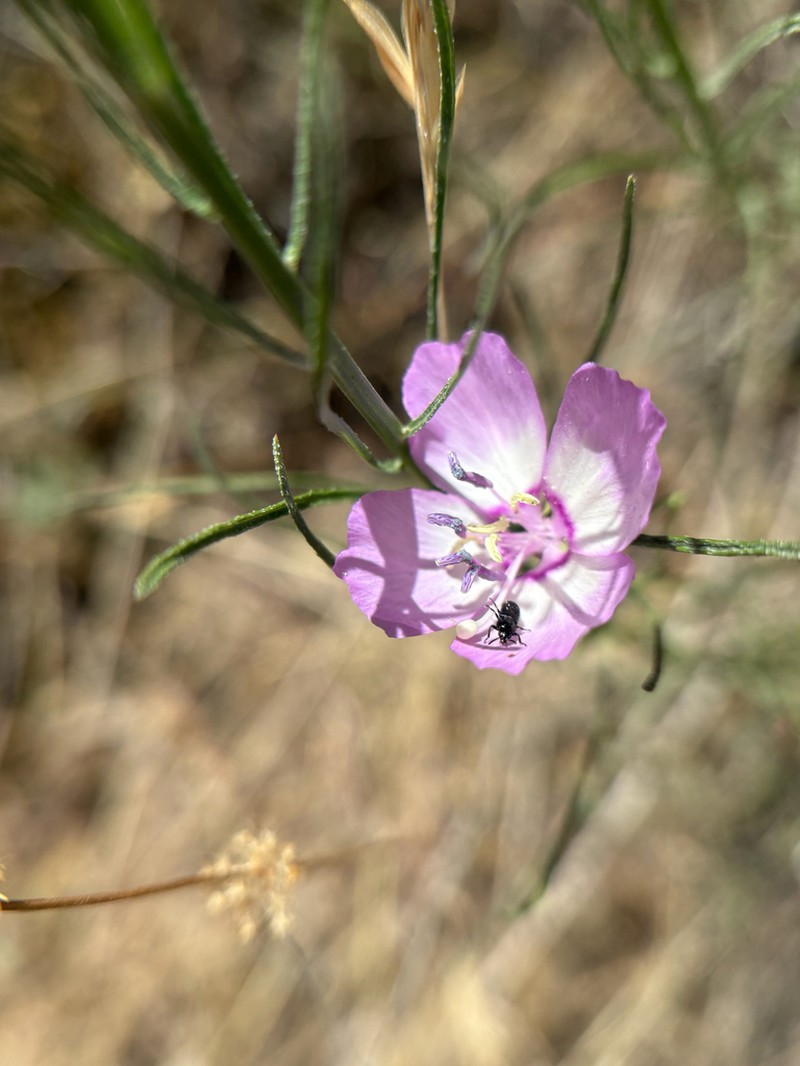 Speckled Clarkia photo 2