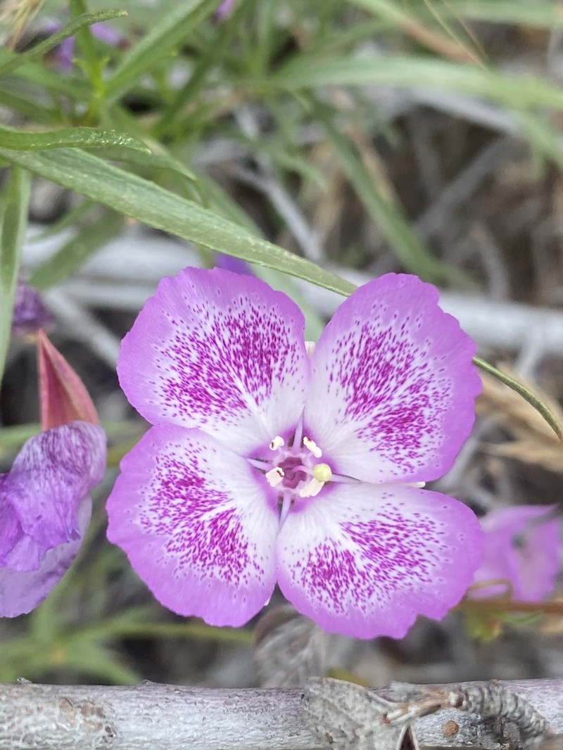 Speckled Clarkia photo 3