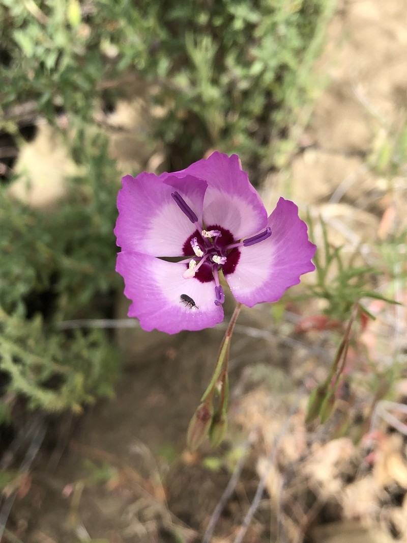 Speckled Clarkia photo 4