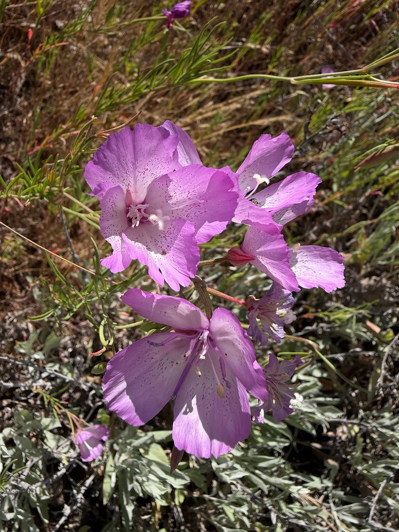Speckled Clarkia photo 5